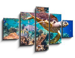 Obraz 5D ptidln - 125 x 70 cm F_GS77146644 - Hawksbill Turtle - Eretmochelys imbricata