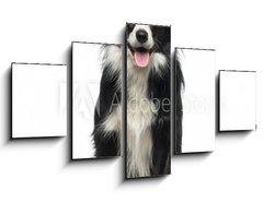 Obraz 5D ptidln - 125 x 70 cm F_GS77673572 - Border Collie (2 years old)