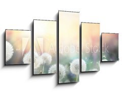 Obraz 5D ptidln - 125 x 70 cm F_GS79562753 - field of dandelion in sunset - bokeh and allergy