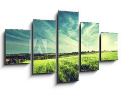 Obraz   field of barley in sunset time, 125 x 70 cm