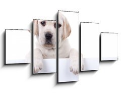 Obraz 5D ptidln - 125 x 70 cm F_GS80290428 - Puppy dog holding sign or banner isolated