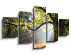 Obraz 5D ptidln - 125 x 70 cm F_GS80921295 - mighty oak tree - mocn dub