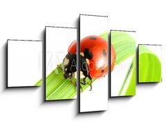 Obraz ptidln 5D - 125 x 70 cm F_GS8265173 - ladybug go to you