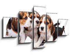 Obraz 5D ptidln - 125 x 70 cm F_GS82868571 - Beagle puppies on white background