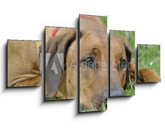 Obraz 5D ptidln - 125 x 70 cm F_GS83953223 - dog on the grass