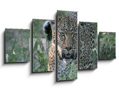 Obraz ptidln 5D - 125 x 70 cm F_GS8415986 - leopard