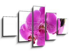 Obraz ptidln 5D - 125 x 70 cm F_GS8546686 - Orchidea fiorita