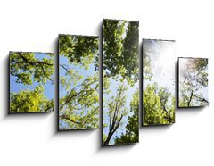 Obraz 5D ptidln - 125 x 70 cm F_GS86048117 - A ray of sunlight in the trees - Slunen paprsky ve stromu