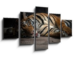 Obraz   bengal tiger sleeping, 125 x 70 cm