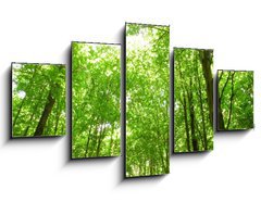 Obraz ptidln 5D - 125 x 70 cm F_GS9130682 - sunlight in trees of green forest