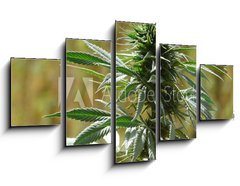 Obraz   cannabis, 125 x 70 cm