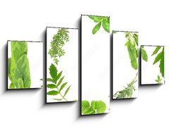 Obraz 5D ptidln - 125 x 70 cm F_GS9167074 - Herb Garlands