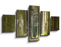 Obraz   nature pathway, 125 x 70 cm