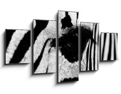 Obraz 5D ptidln - 125 x 70 cm F_GS96255534 - zebra in field