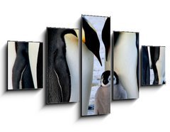 Obraz   Emperor penguins with chick, 125 x 70 cm