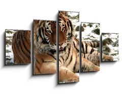 Obraz   Tiger, 125 x 70 cm