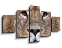 Obraz   The face of an Asian lion. The King of beasts, biggest cat of the world, looking straight into the camera. The most dangerous and mighty predator of the world. Authentic beauty of the wild nature., 125 x 70 cm
