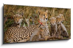 Obraz s hodinami 1D - 120 x 50 cm F_AB100367879 - Mother cheetah and her cubs in the savannah. Kenya. Tanzania. Africa. National Park. Serengeti. Maasai Mara. An excellent illustration. - Matka gepard a její mláďata v savaně. Keňa. Tanzanie. Afrika. Národní park. Serengeti. Maasai Mara. Vynikající ilustrace.
