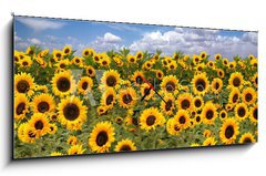 Obraz s hodinami   Sunflower Farmland With Blue Cloudy Sky, 120 x 50 cm