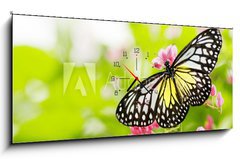 Obraz s hodinami 1D panorama - 120 x 50 cm F_AB11380504 - butterfly feeding on a flower - motl krmen na kvtinu