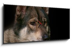 Obraz s hodinami 1D panorama - 120 x 50 cm F_AB119283625 - Wolf / Portrait of wolf on black background.