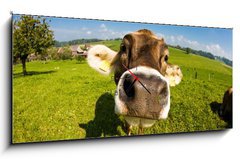 Obraz s hodinami   cow, funny fisheye nose close up, 120 x 50 cm