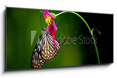 Obraz s hodinami   tropical rainforest butterfly, 120 x 50 cm