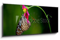 Obraz s hodinami   tropical rainforest butterfly, 120 x 50 cm