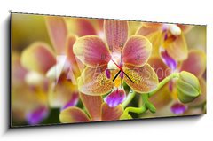 Obraz s hodinami 1D panorama - 120 x 50 cm F_AB12425708 - Pink Yellow Spotted Orchids Hong Kong Flower Market