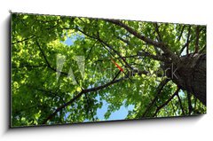 Obraz s hodinami 1D panorama - 120 x 50 cm F_AB1273734 - tree foliage - strom listí