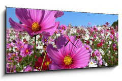 Obraz s hodinami 1D panorama - 120 x 50 cm F_AB13047845 - Pink cosmos - Růžový kosmos