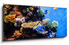 Obraz s hodinami 1D panorama - 120 x 50 cm F_AB131183702 - Tropical fishes on the coral reef