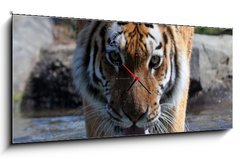 Obraz s hodinami   Drinking Siberian Tiger, 120 x 50 cm
