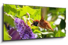 Obraz s hodinami   Rufous hummingbird, 120 x 50 cm