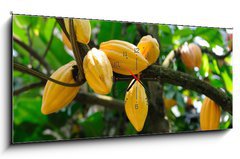Obraz s hodinami 1D panorama - 120 x 50 cm F_AB13996500 - Cocoa pods - Kakaové struky