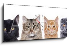 Obraz s hodinami 1D - 120 x 50 cm F_AB140782425 - closeup portrait of a group of cats of different breeds sitting in a line isolated over white background - detailní portrét skupiny koček různých plemen sedí v řadě izolovaných na bílém pozadí