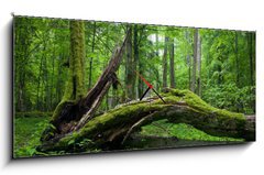 Obraz s hodinami 1D panorama - 120 x 50 cm F_AB14452875 - Deciduous stand of Bialowieza Forest