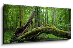 Obraz s hodinami   Deciduous stand of Bialowieza Forest, 120 x 50 cm