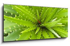 Obraz s hodinami 1D panorama - 120 x 50 cm F_AB14463582 - Aloe vera