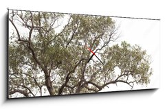 Obraz s hodinami 1D panorama - 120 x 50 cm F_AB149190909 - tree isolated on white background.