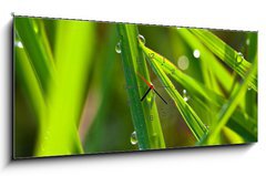 Obraz s hodinami 1D panorama - 120 x 50 cm F_AB15002116 - leaf with dew