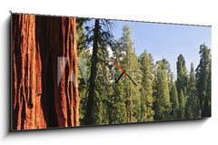 Obraz s hodinami 1D panorama - 120 x 50 cm F_AB15203016 - Sequoia National forest, CA