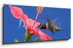 Obraz s hodinami   Ruby throated Hummingbird, 120 x 50 cm