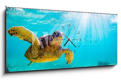 Obraz s hodinami 1D panorama - 120 x 50 cm F_AB156465312 - An endangered Hawaiian Green Sea Turtle cruises in the warm waters of the Pacific Ocean in Hawaii.