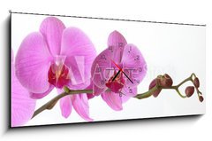 Obraz s hodinami 1D panorama - 120 x 50 cm F_AB15946659 - Orchid Phalaenopsis