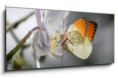 Obraz s hodinami   Anthocharis cardamin (Orange Tip) on a orchid 10, 120 x 50 cm