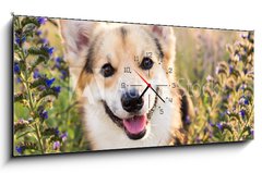 Obraz s hodinami 1D panorama - 120 x 50 cm F_AB164383181 - Happy and active purebred Welsh Corgi dog outdoors in the flowers on a sunny summer day.