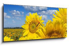 Obraz s hodinami 1D panorama - 120 x 50 cm F_AB16872718 - Some yellow sunflowers against a wide field and the blue sky - Nkter lut slunenice proti irokmu poli a modr obloze