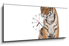 Obraz s hodinami 1D panorama - 120 x 50 cm F_AB16916235 - Portrait of Bengal Tiger, sitting in front of white background