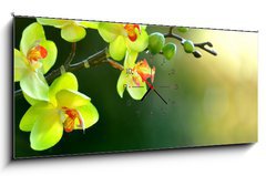 Obraz s hodinami 1D panorama - 120 x 50 cm F_AB17174555 - Orchidee